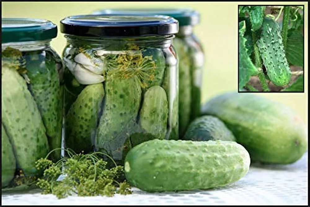 Boston Pickling Cucumber Seeds, 100 Heirloom Seeds Per Packet, Non GMO Seeds, Isla's Garden Seeds