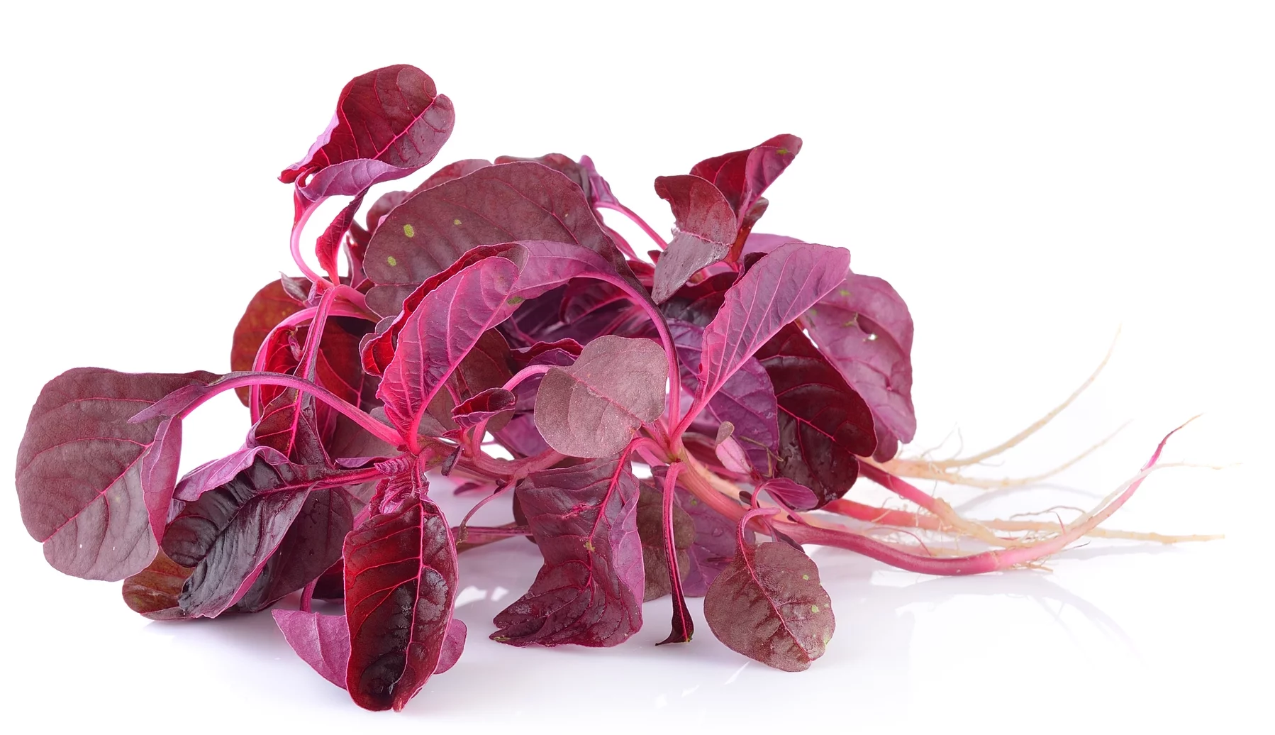 Earthcare Seeds - Amaranth Red Garnet 6,000 Seeds (Amaranthus Cruentus) Heirloom - Open Pollinated