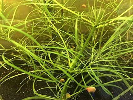 Pogostemon Stellatus Narrowleaf (Bunch 3-5 Stems) Live Aquarium Plants