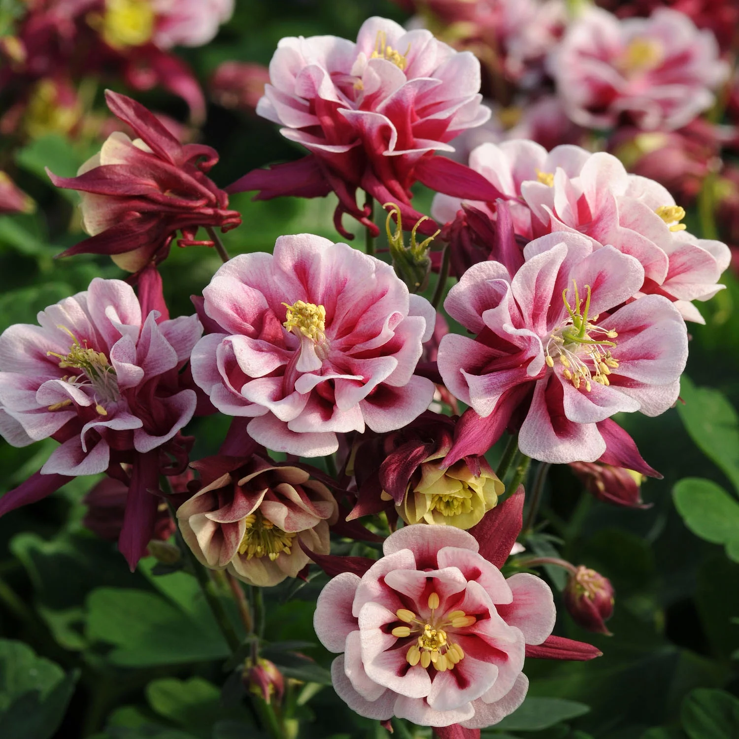 Aquilegia Vulgaris Winky Double Red White Garden Flower Plant Seeds - 20 Seeds