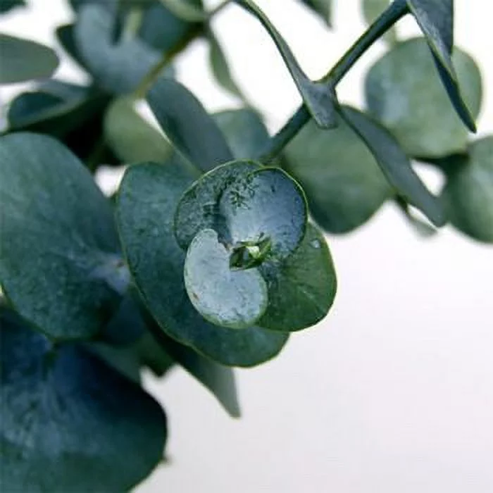 Eucalyptus Fragrance Oil 1oz Made and Shipped from USA Quality Oils at an Affordable Price R&W Co.