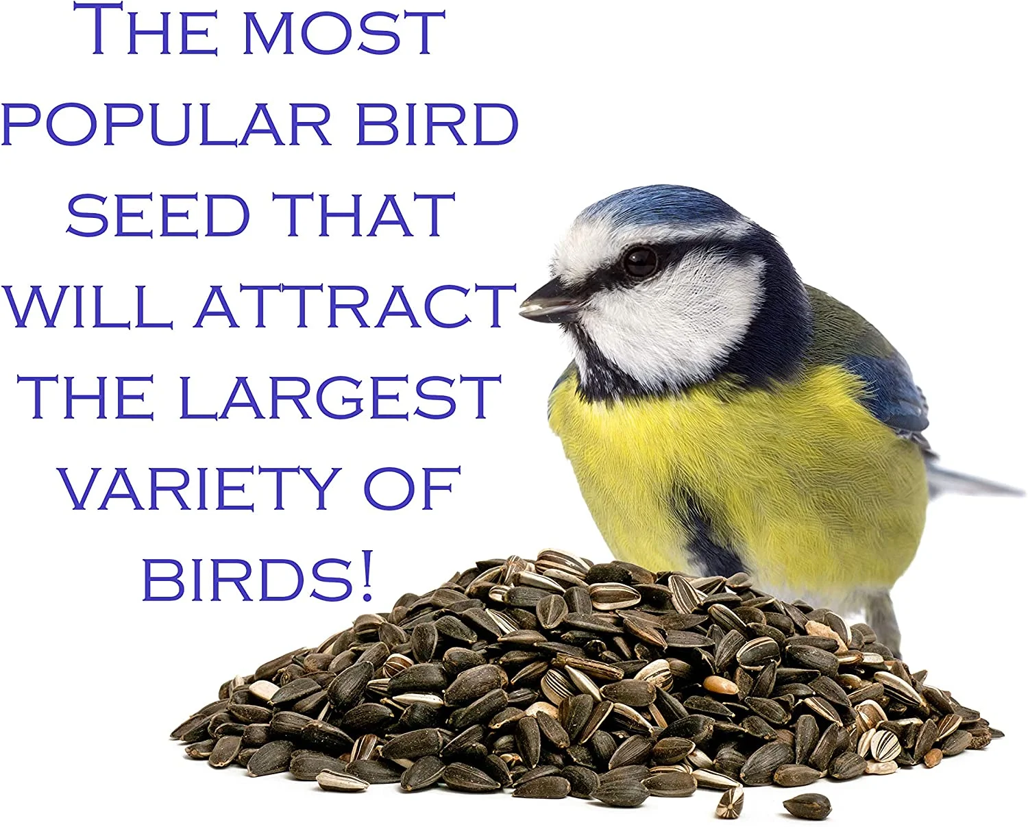 FAMILY FARM AND FEED , Four Season , Black Oil Sunflower Seed , 4 Pounds , Wild Bird Food , Backyard Songbird Sunflowers