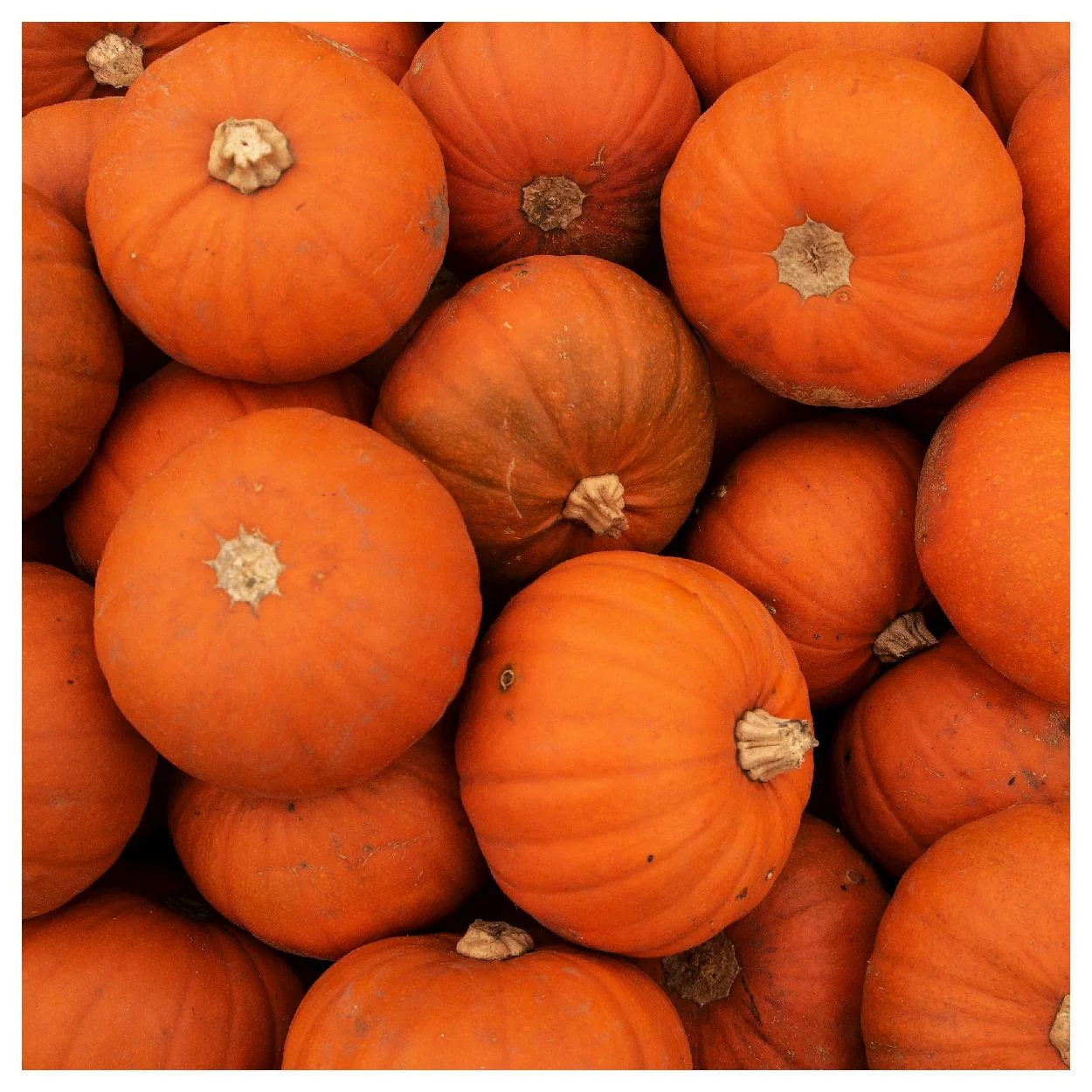 Everwilde Farms - 20 Wee Be Little Pumpkin Seeds - Gold Vault Jumbo Bulk Seed Packet