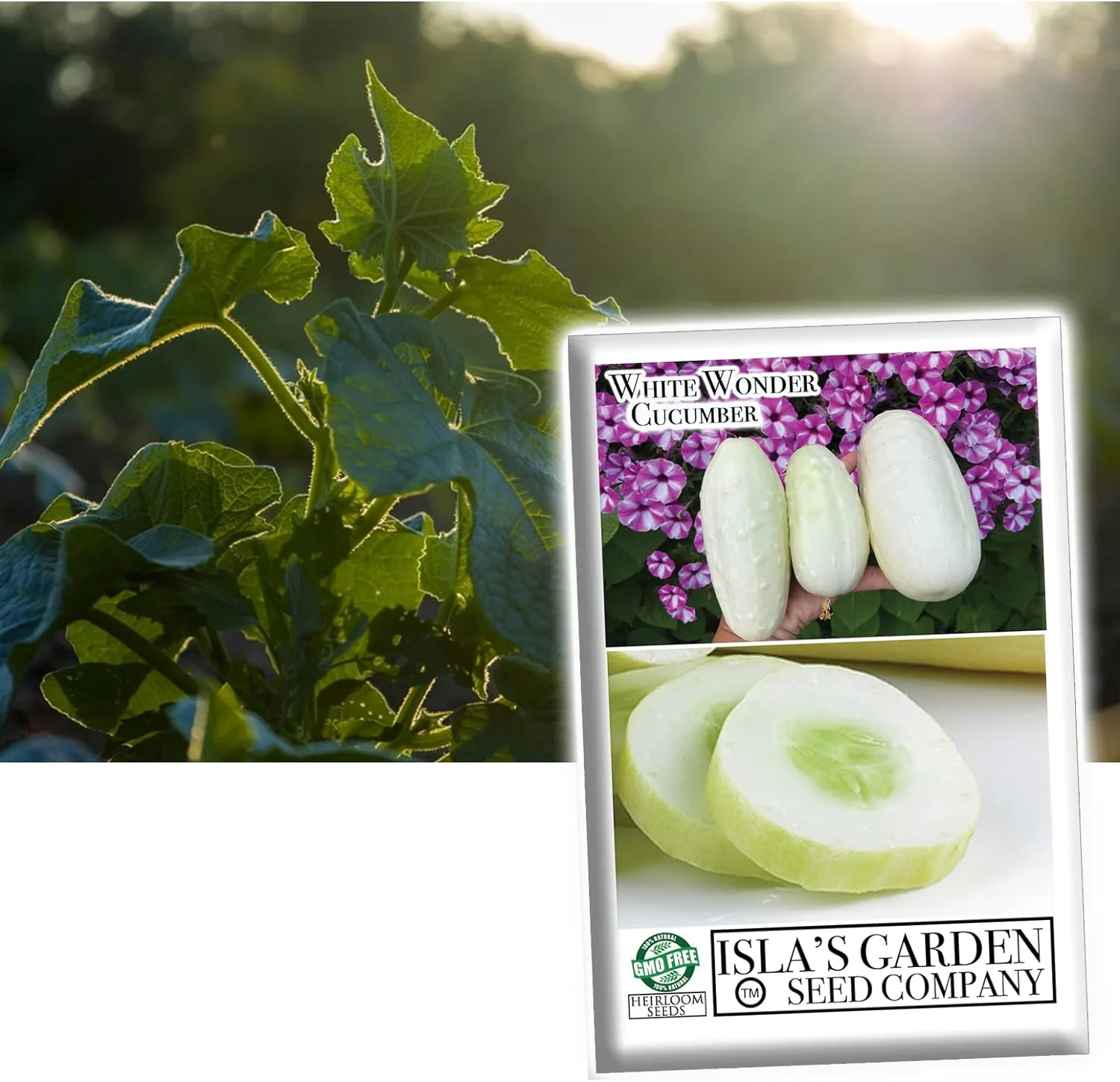 White Wonder Cucumber Seeds, 100 Heirloom Seeds Per Packet, Non GMO Seeds