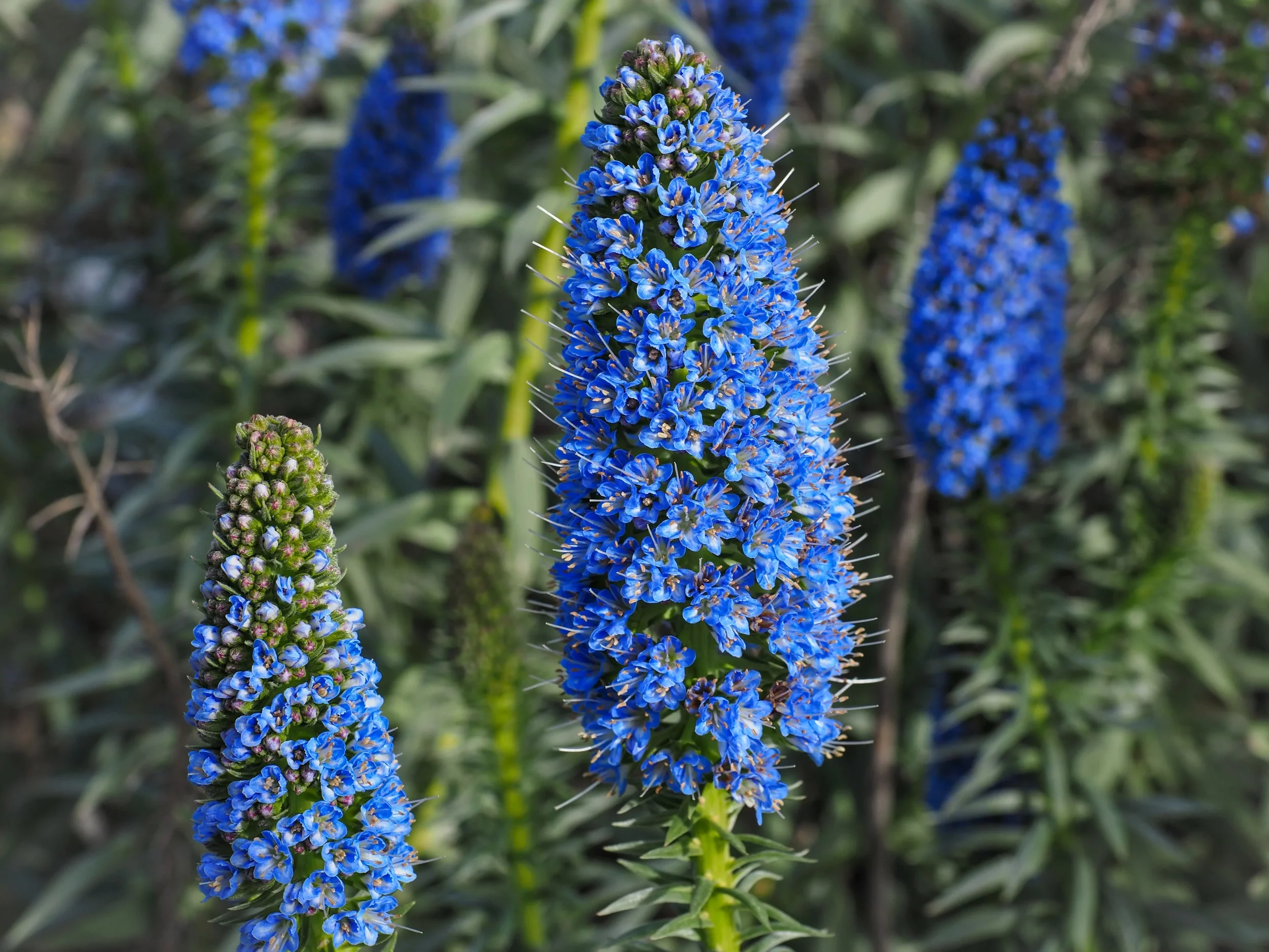 50 Blue PRIDE OF MADEIRA Echium Candicans Fastuosum Nectar Flower Seeds