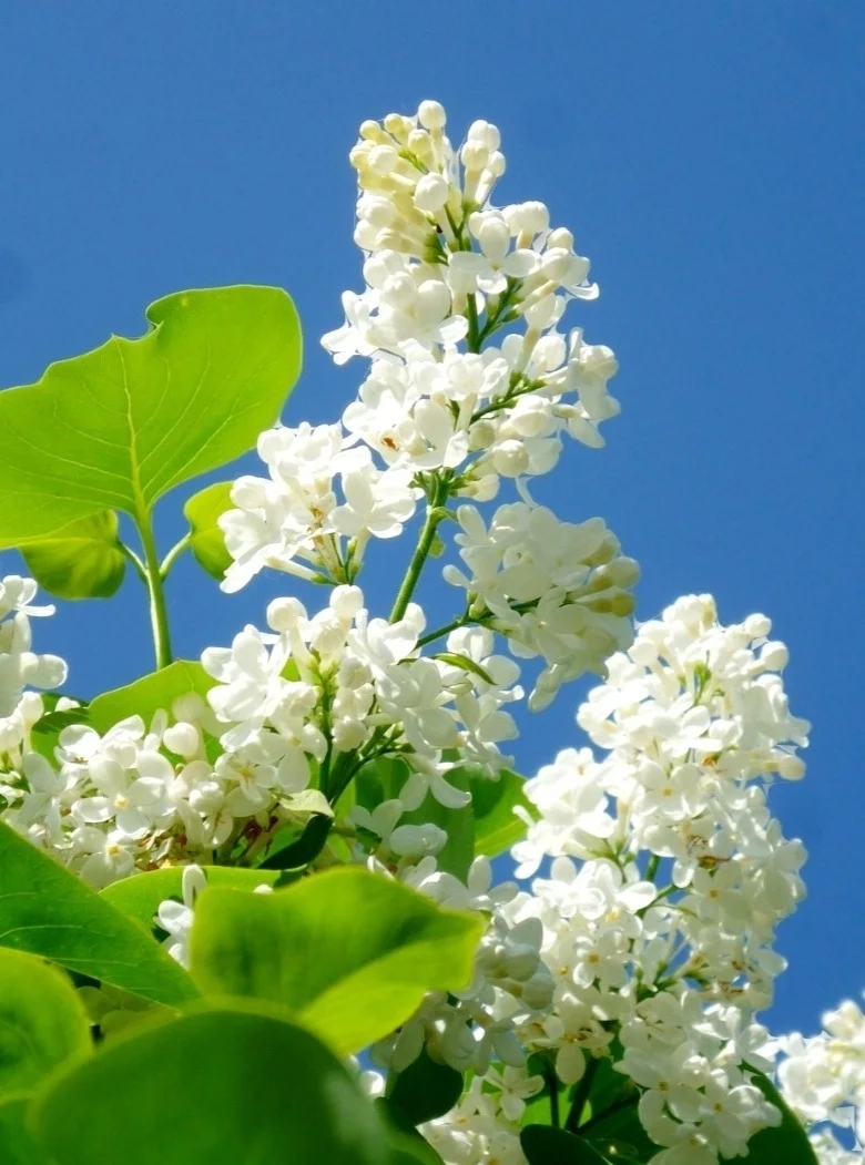 50 White Lilac Seeds Extremely Fragrant Japanese Tree Lilac Shrub Syringa Vulgaris