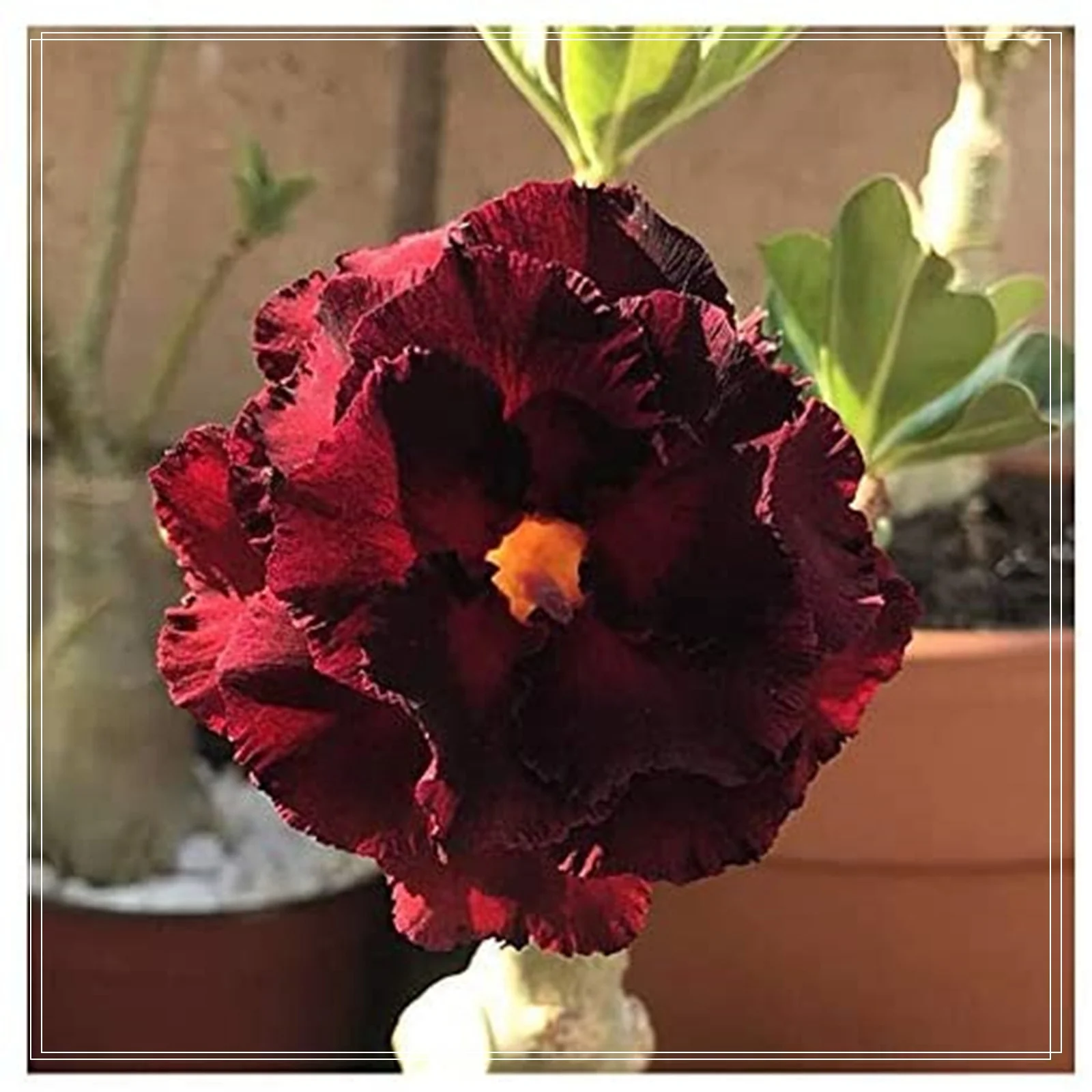 Desert Rose Bulbs, Cold And Drought Tolerant. Desert Rose Plant, Thrives In A Variety Of Conditions,Produce Vibrant Bright Flowers,Desert Rose Plant Live,Easy Planting For Novices,