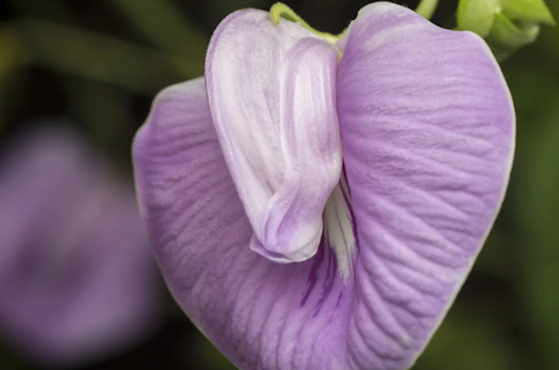 Tropical Seeds - Pink Butterfly Pea -10 Flower Seeds -  Centrosema pubescens  -Serendipity Seeds