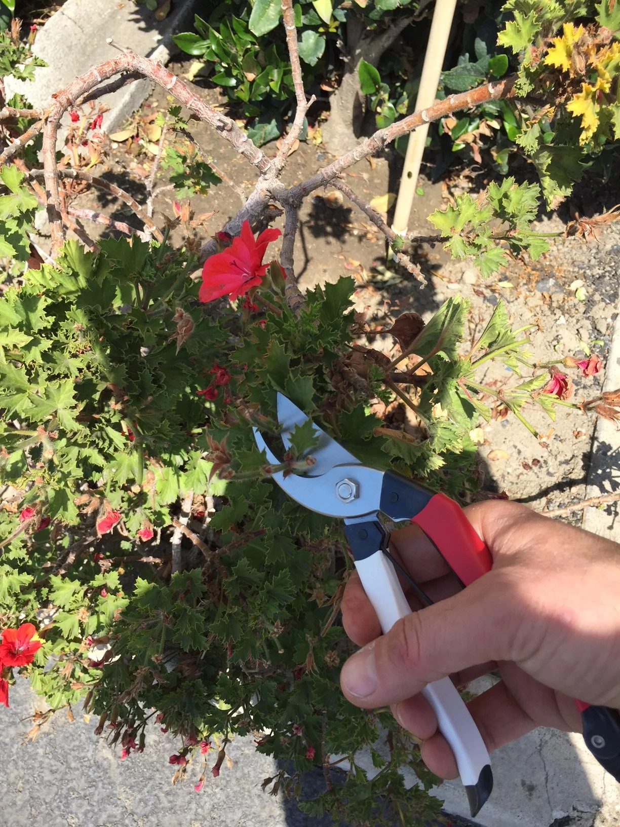 Phoenix Tools Professional Grade Hand Prunner Japanese Steel Red/White