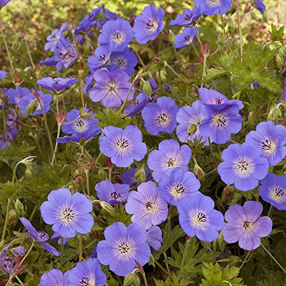 Geranium 'Rozanne' Seeds Perennial Long Blooming Period Plant Attract Bees & Butterflies Low Maintenance Ground Cover 55Pcs Flower Seeds by YEGAOL Garden