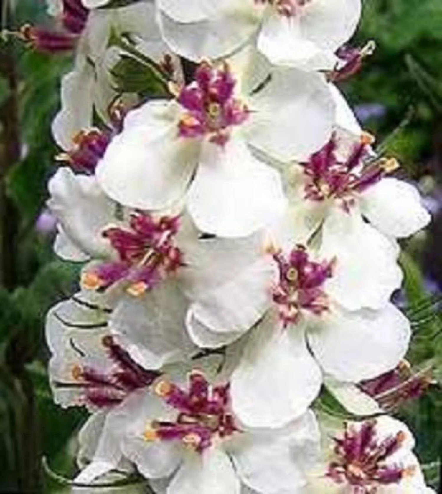 100 MIXED COLORS VERBASCUM Verbascum Phoeniceum Flower Seeds