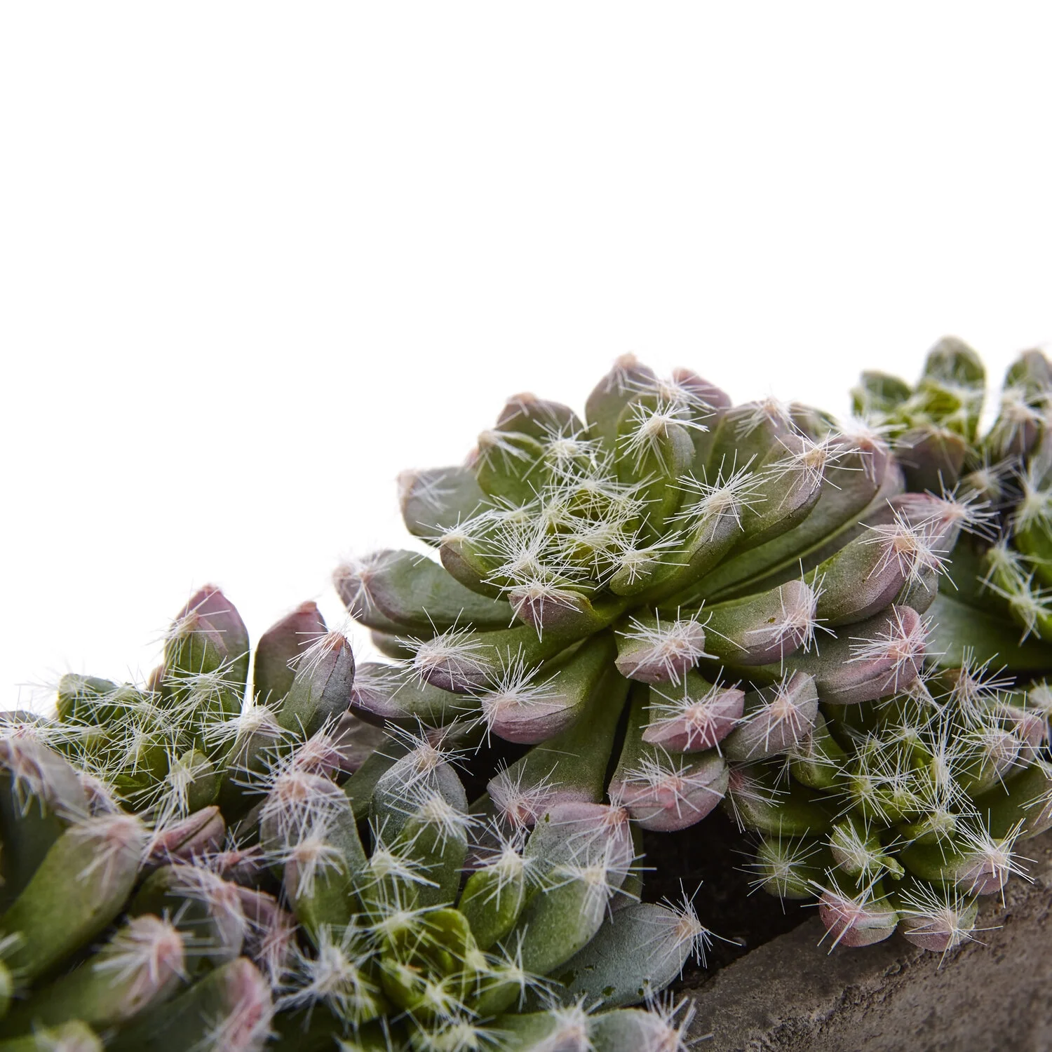 HomeStock Nordic Haven Succulent Garden With Textured Concrete Planter