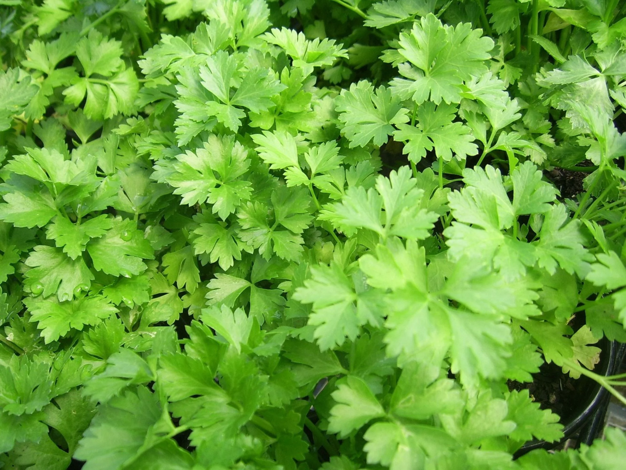 Italian Giant Parsley Seeds/ Biennial/ Full Sun/600 Seeds 2 Grams/ Zellajake Farm and Garden - B57
