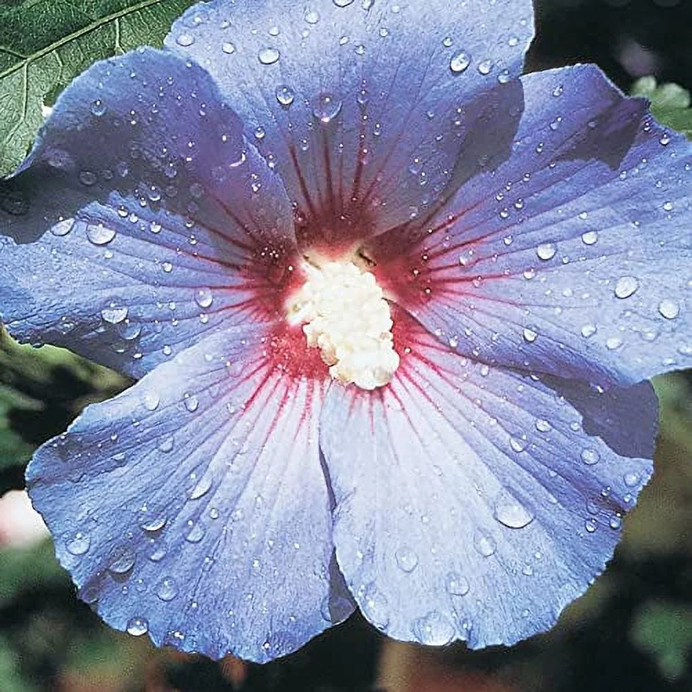 YEGAOL Garden 30Pcs Blue Hibiscus Seeds Perennial Non-GMO Hardy Fast-Growing Home Garden Plant Decor Flower Seeds