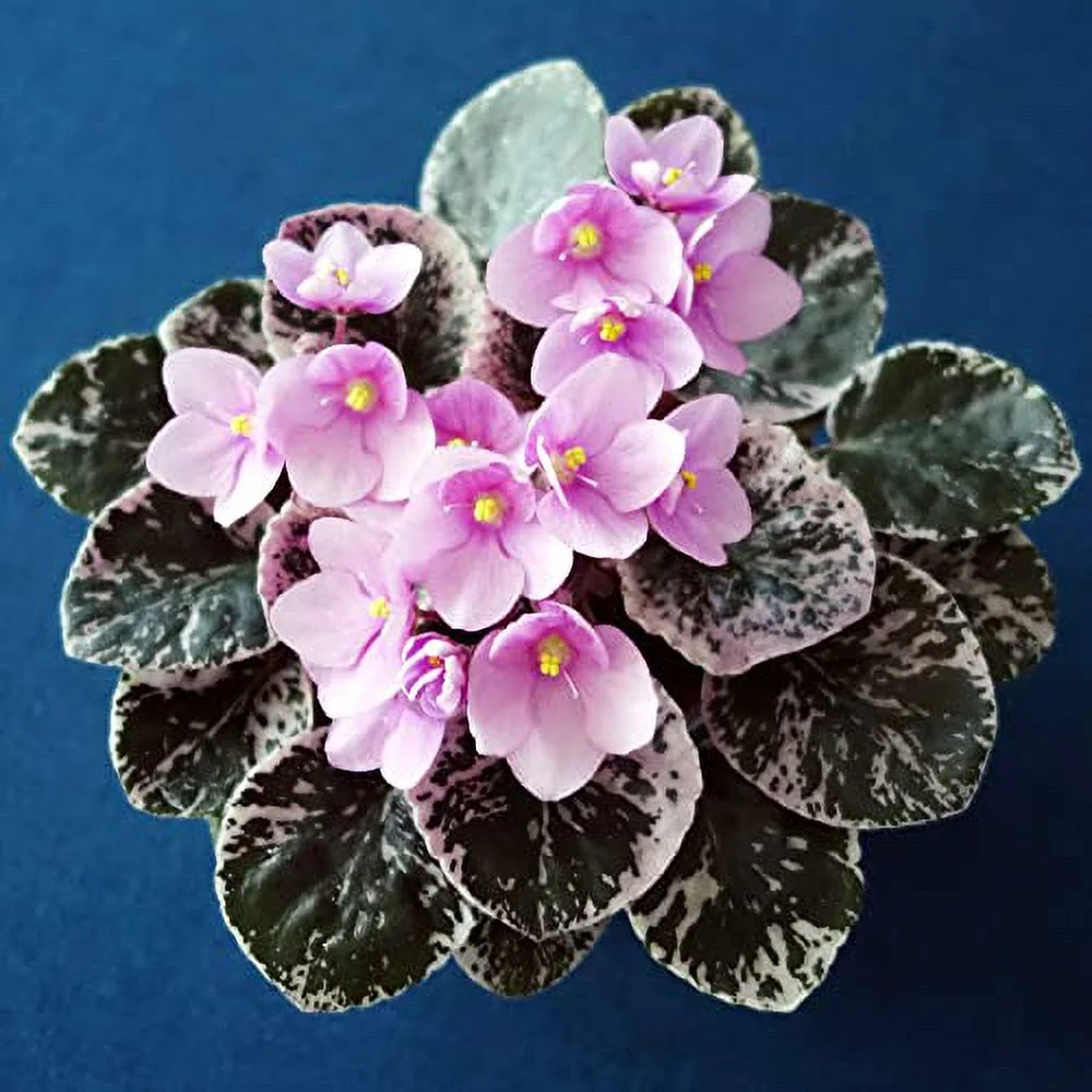 YEGAOL Garden 100Pcs Mixed Color Violet Seeds African Violet Perennial Flower Seeds GMO Free Long Live Attracts Butterflies Containers Potted Indoor