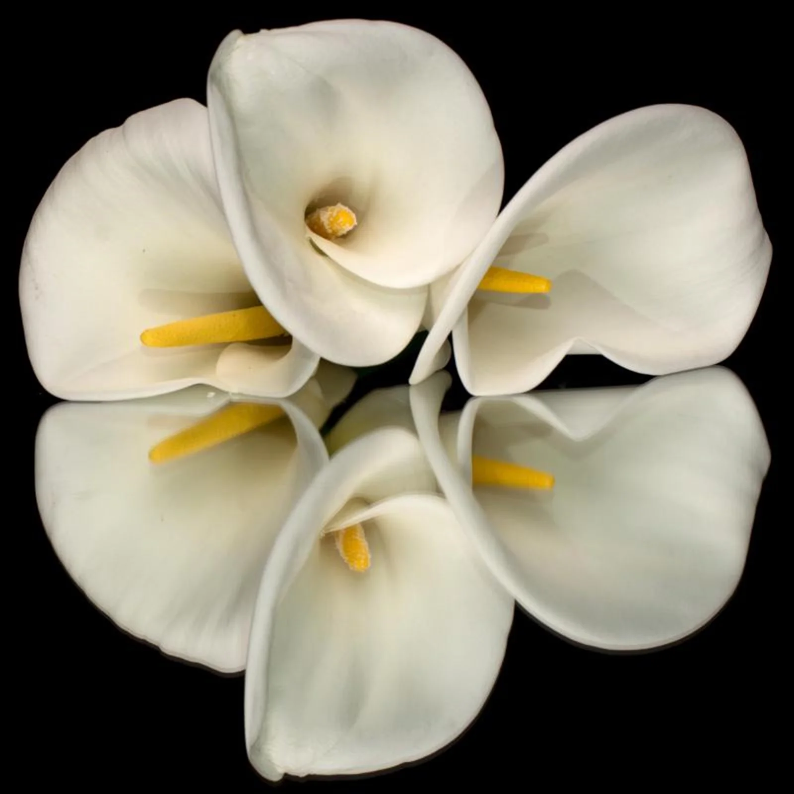 Calla Lily Bulbs, Easy To Care For, Calla Lily Bulbs For Planting, The Flowers Are Large And Beautiful, Calla Lily Plants,Thrive In A Variety Of Conditions.Suitable For Flower Arrangements,