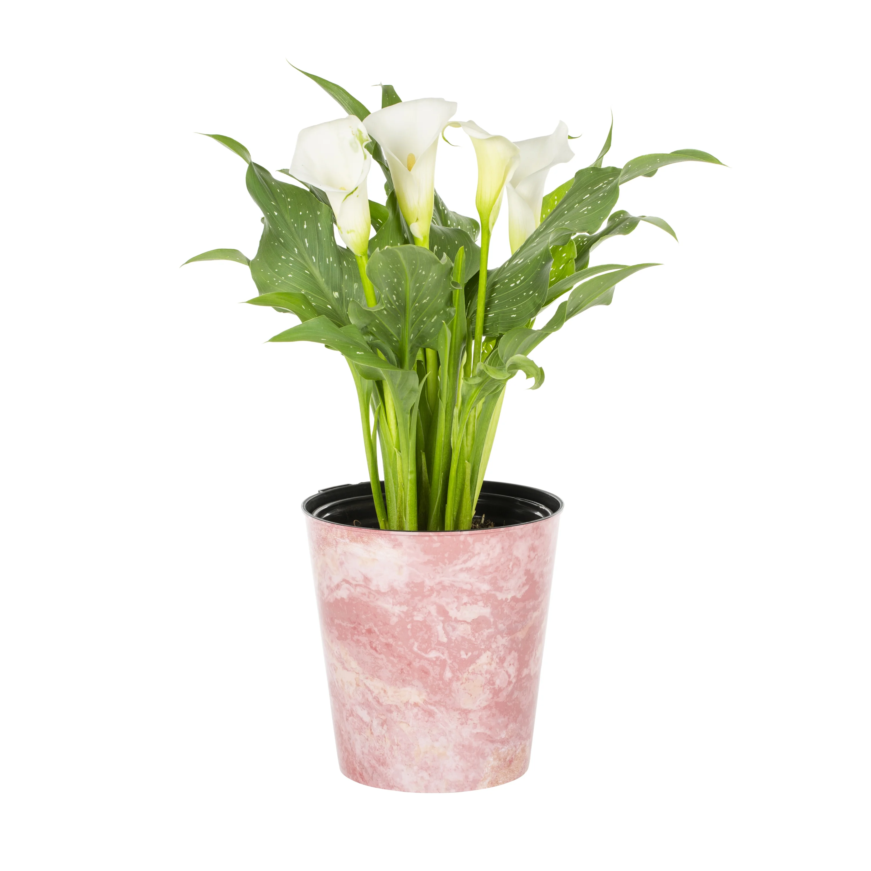 Better Homes & Gardens 2.5QT White Calla Lily Live Plant Grower Pot Sun