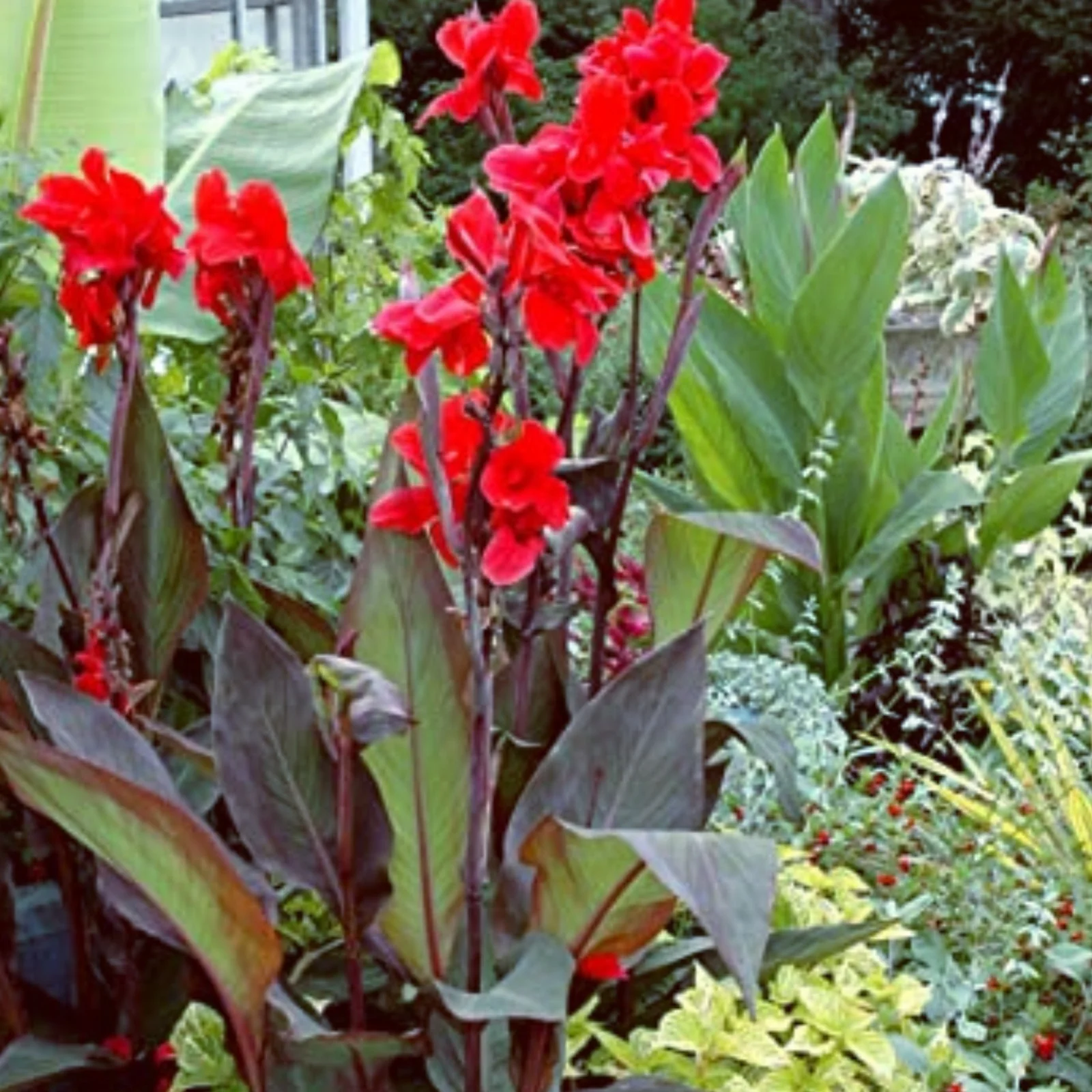 Garden Plant Canna lily bulbs for planting outdoors,canna lily bulbs for planting,canna lily roots,canna bulbs for sale