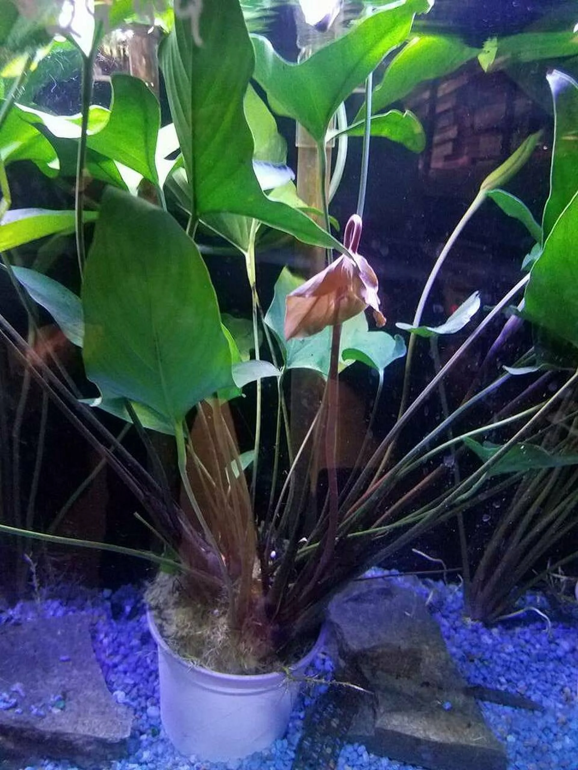 Anubias Hastifolia In 2