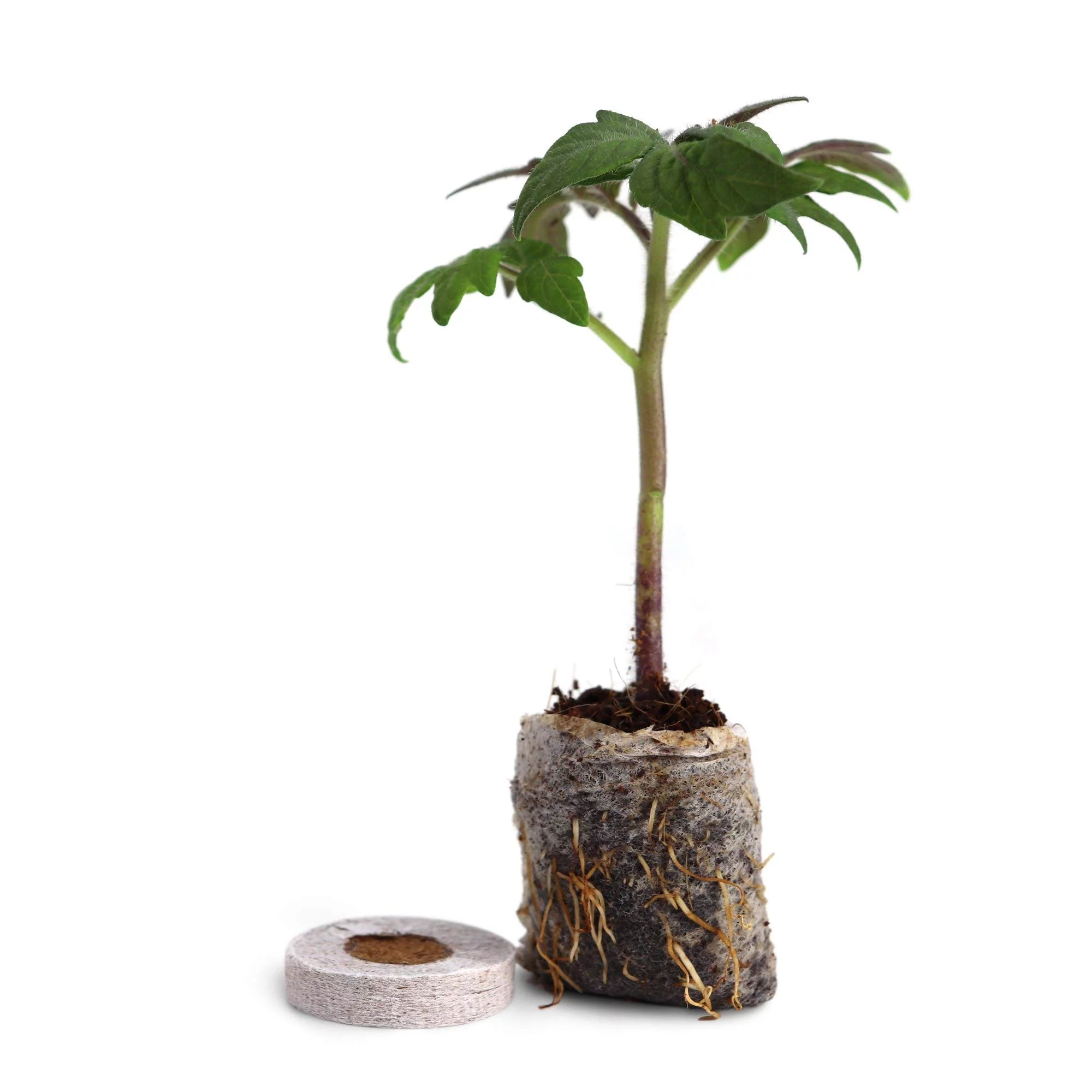 Window Garden Swiss Chard Vegetable Seed Starter Kit, Grow Your Own Vegetable Starter Kit, 10 Fiber Soil Seed Starters