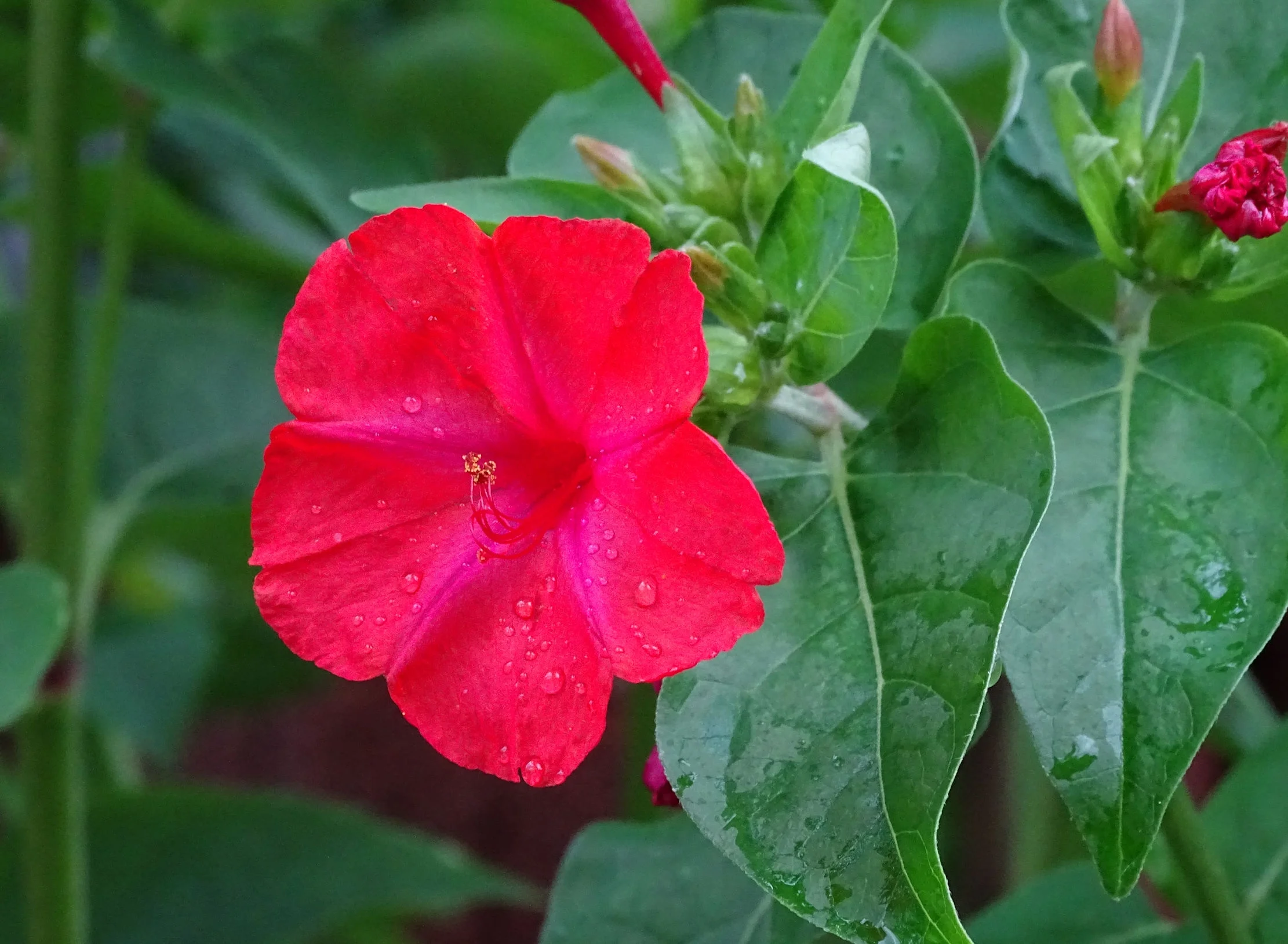 SEEDS = = Serendipity's 4 O'clock- Red Flower-  25 Seeds -Mirabilis jalapa- Brilliant Blooms Four oclock = =Serendipity Seeds