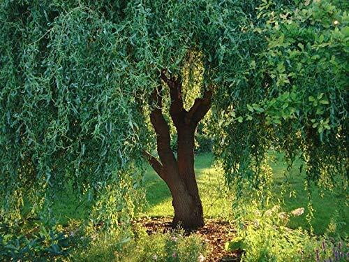 10 Corkscrew Willow Tree Cuttings Leaves and Branches Curl Very Distinctly