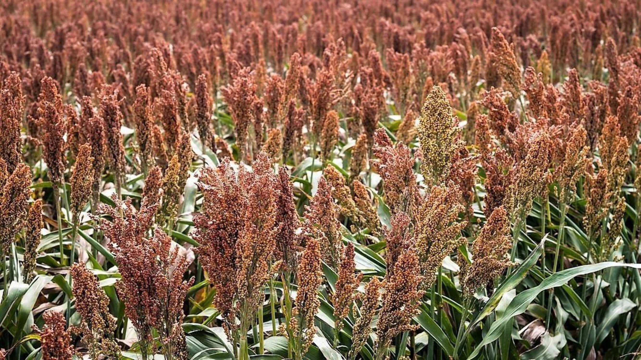 70 SUGAR DRIP SORGHUM Amber Cane Grain Sweet Syrup Vegetable Seeds