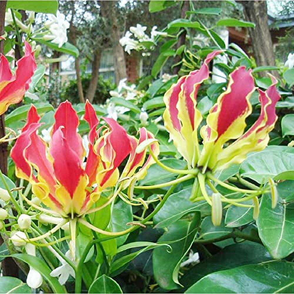 Gloriosa Superba Seeds Gloriosa Lily, Fire Lily, Flame Lily Perennial Climber Deer Resistant Arbors Pergolas Trellises Containers Outdoor 30Pcs Flower Seeds by YEGAOL Garden