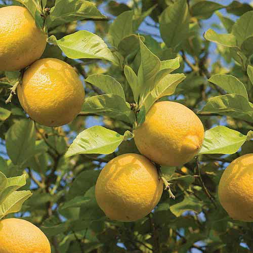 Bloomsz Lemon Tree In Decorative Planter