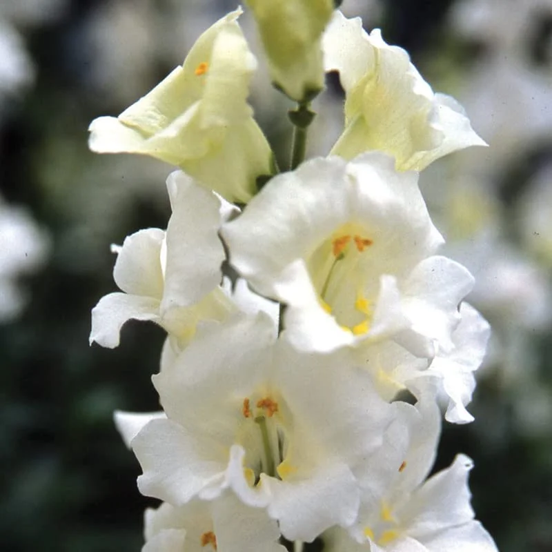 Snapdragon Seeds - Chantilly White Seeds - UNTREATED - F1 - (Hybrid Seeds Bred for Beauty and-or Heartiness) Seeds - UNTREATED - 500 Seeds