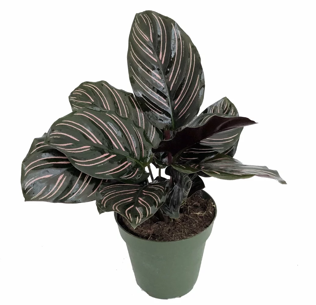 Pin Stripe Prayer Plant - Calathea ornata - Easy House Plant - 2.5