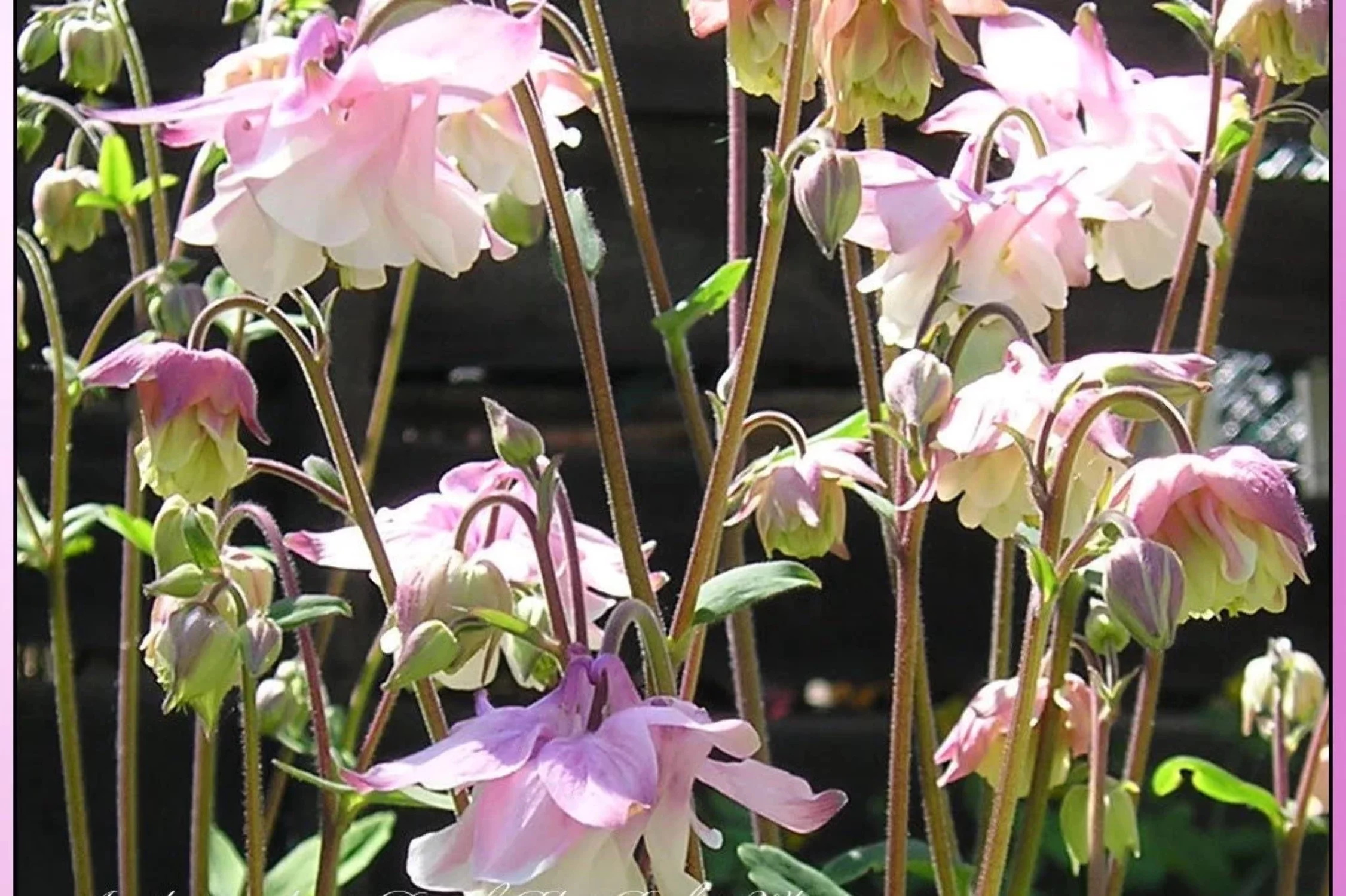 100 MIXED EUROPEAN COLUMBINE Aquilegia Flower Seeds