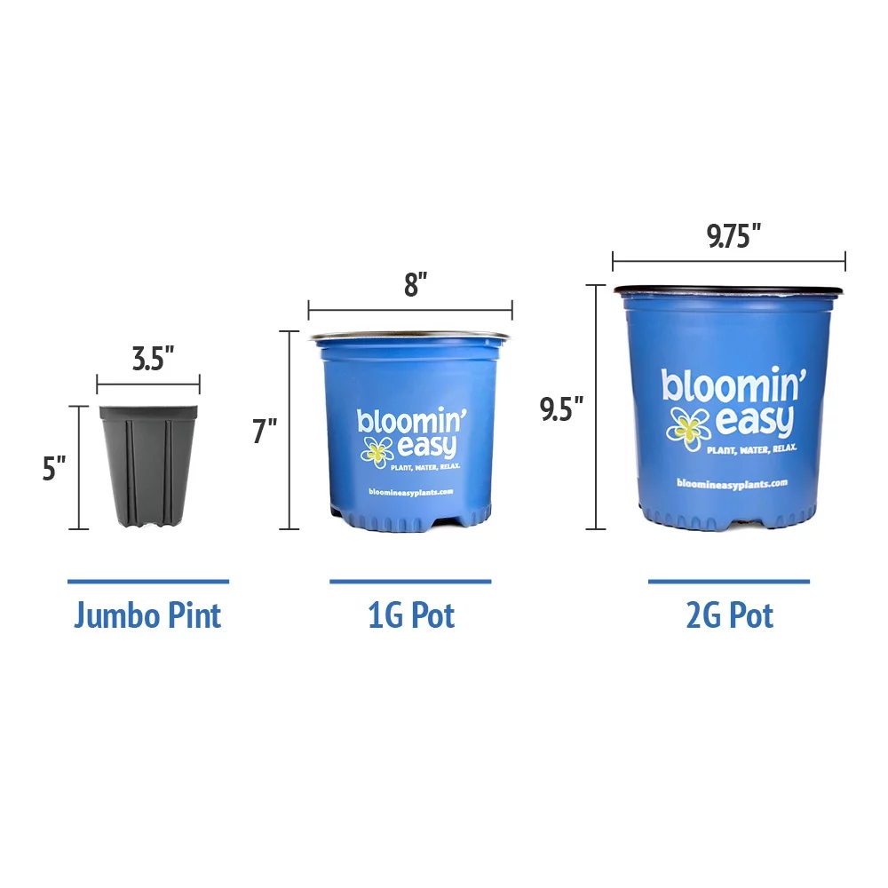 2 gal. Starfield Bigleaf Hydrangea (Macrophylla) Live Shrub, Pink Flowers
