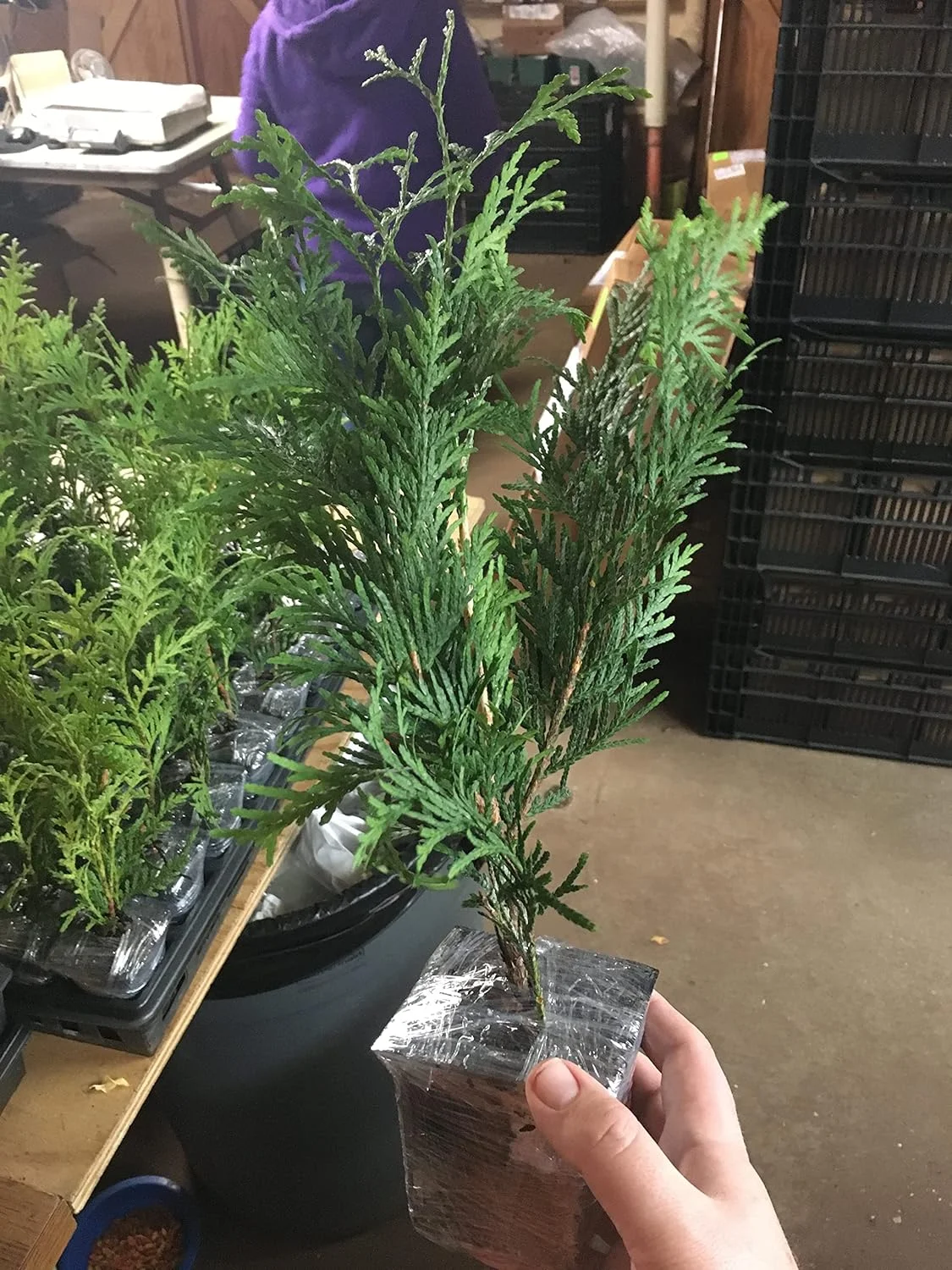 10 Green Giant Arborvitae 8-12