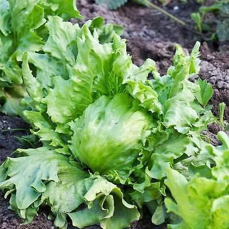 Hanson Improved Crisphead Lettuce Seeds, 1000 Heirloom Seeds Per Packet, Non GMO Seeds