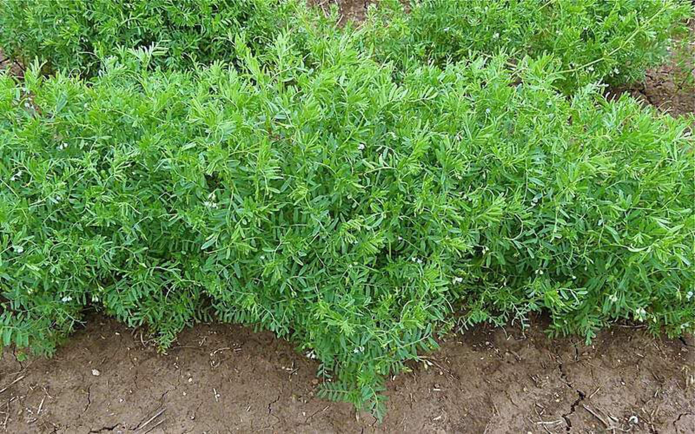 100 GOLD LENTIL Bush Lens Culinaris Golden Yellow Vegetable Legume Sprouts Seeds