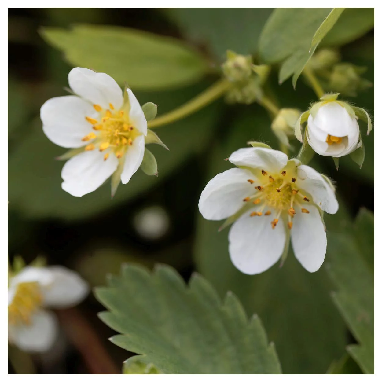 Everwilde Farms - 30 Wild Strawberry Native Wildflower Seeds - Gold Vault Jumbo Bulk Seed Packet