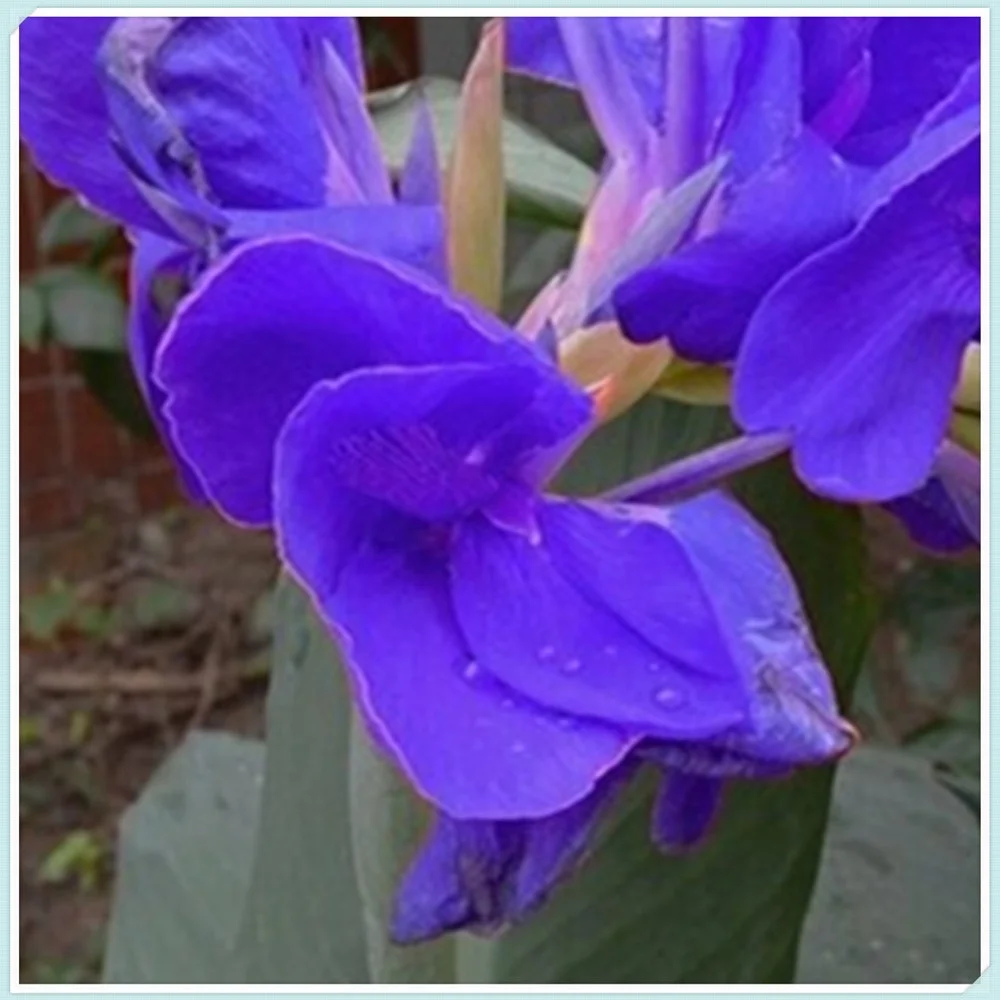 Canna Bulbs  Perennial /Canna tubers/Canna Lily Bulbs For Planting/Long Flowering Time/ Period Healthy/Canna rhizomes