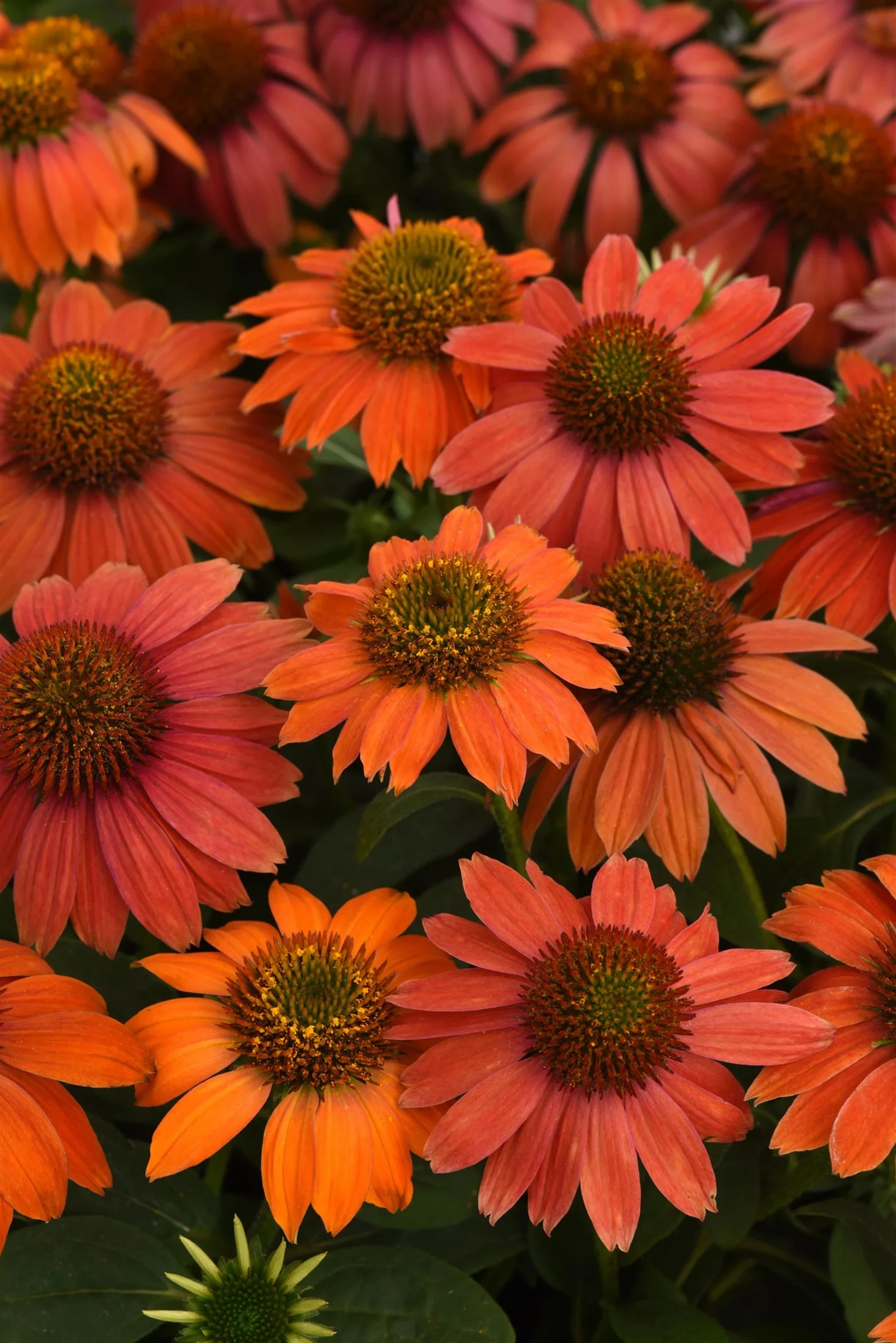 Artisan™ Red Ombre Coneflower Perennial - Echinacea - 2 Gallon Pot