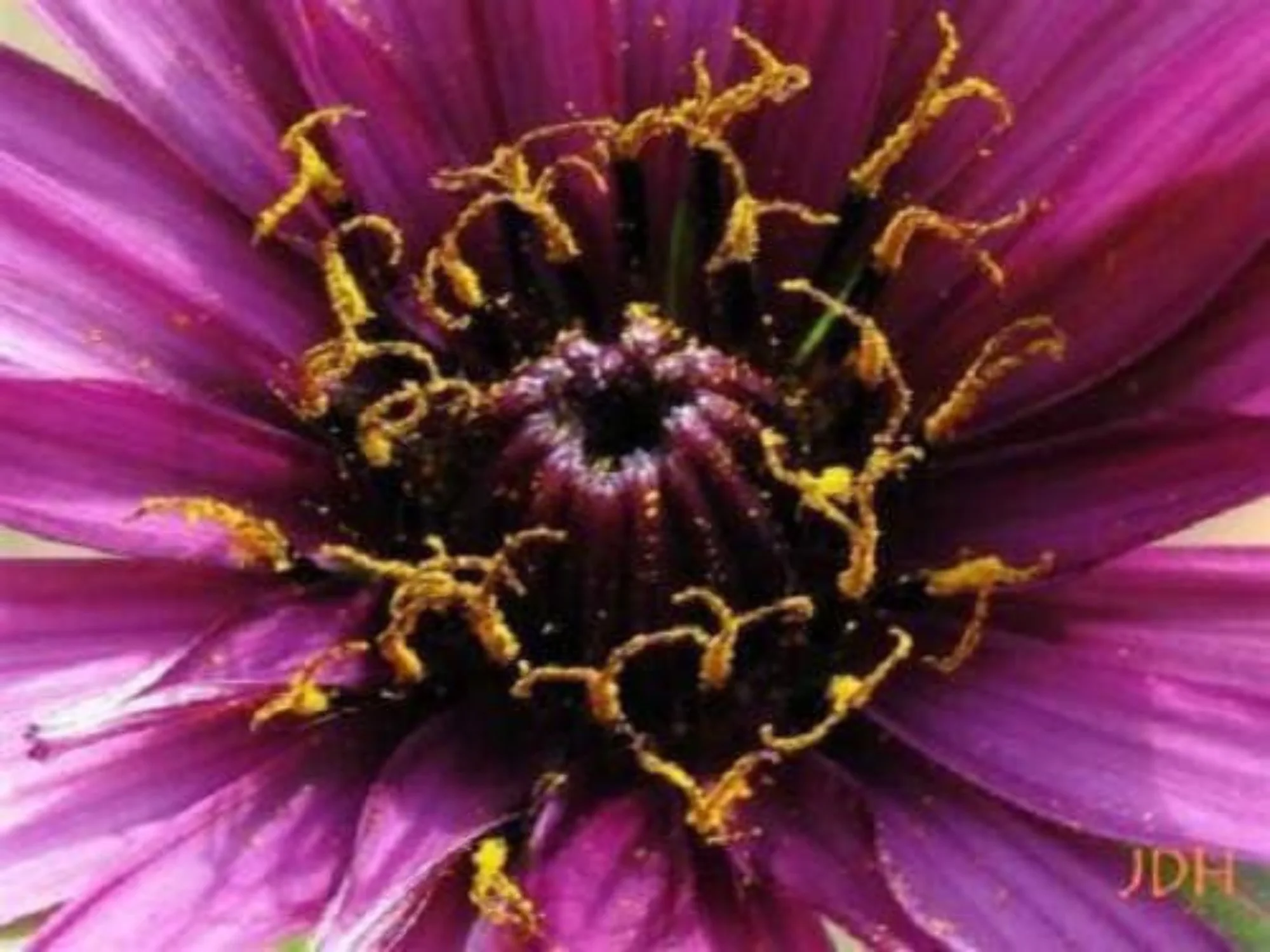 50 MAMMOTH Sandwich Island SALSIFY White Root Vegetable Oyster Flower Seeds