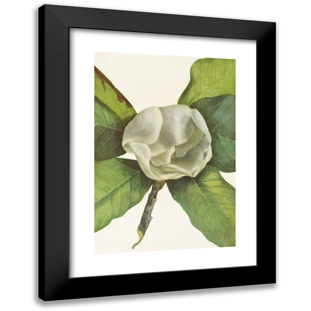 Mary Vaux Walcott 11x14 Black Modern Framed Museum Art Print Titled - Southern Magnolia (Flower). (Magnolia Grandiflora) (1925)