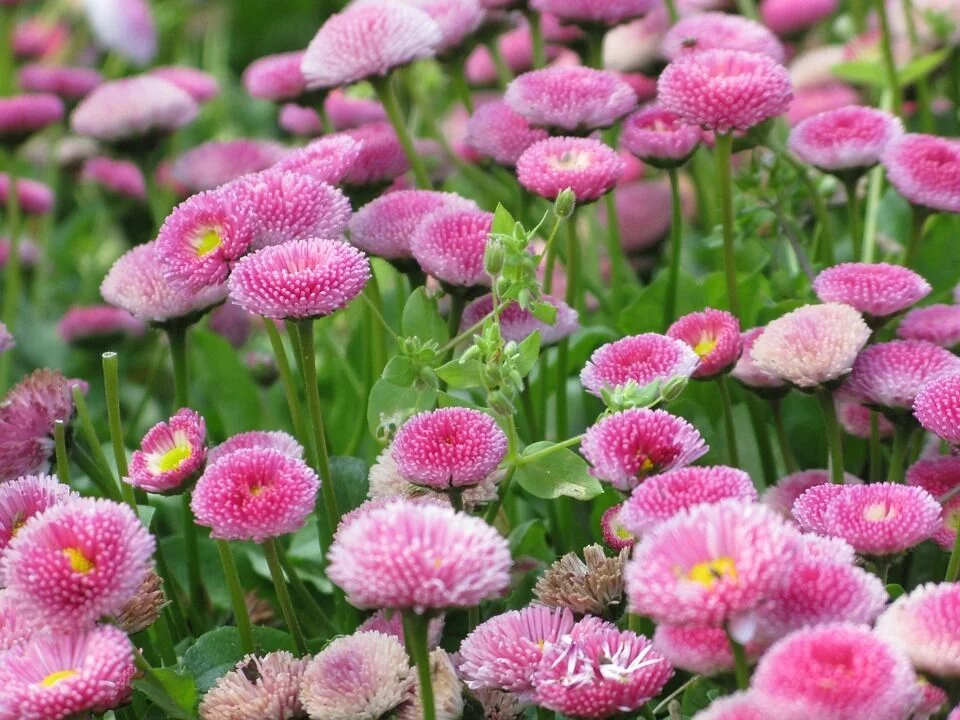 100 PINK ENGLISH DAISY Bellis Perennis Flower Seeds *Flat S/H