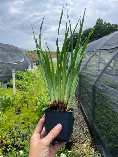 2 Sparkling Rose Sibirica Iris - Iris in separate 3.5 inch containers