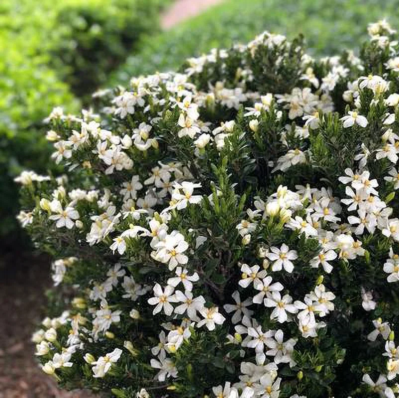 Pixies Gardens Daisy Gardenia 1 Gallon