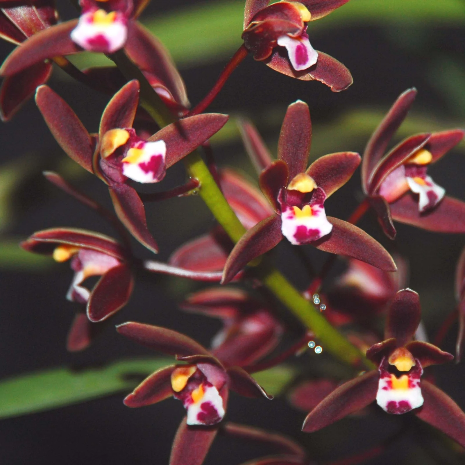 Cymbidium Bulbs For Planting,Cymbidium Plants Outdoor,Cymbidium Plants Live In Bloom,Cymbidium Bulbs,Beautify Environment,Cymbidium Plants,Cymbidium Bulbs For Sale.