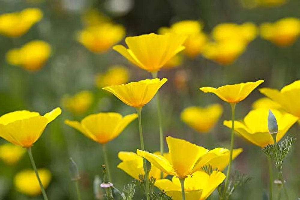 California Poppy Flower Seeds, 2000 Heirloom Flower Seeds Per Packet, Non GMO Seeds