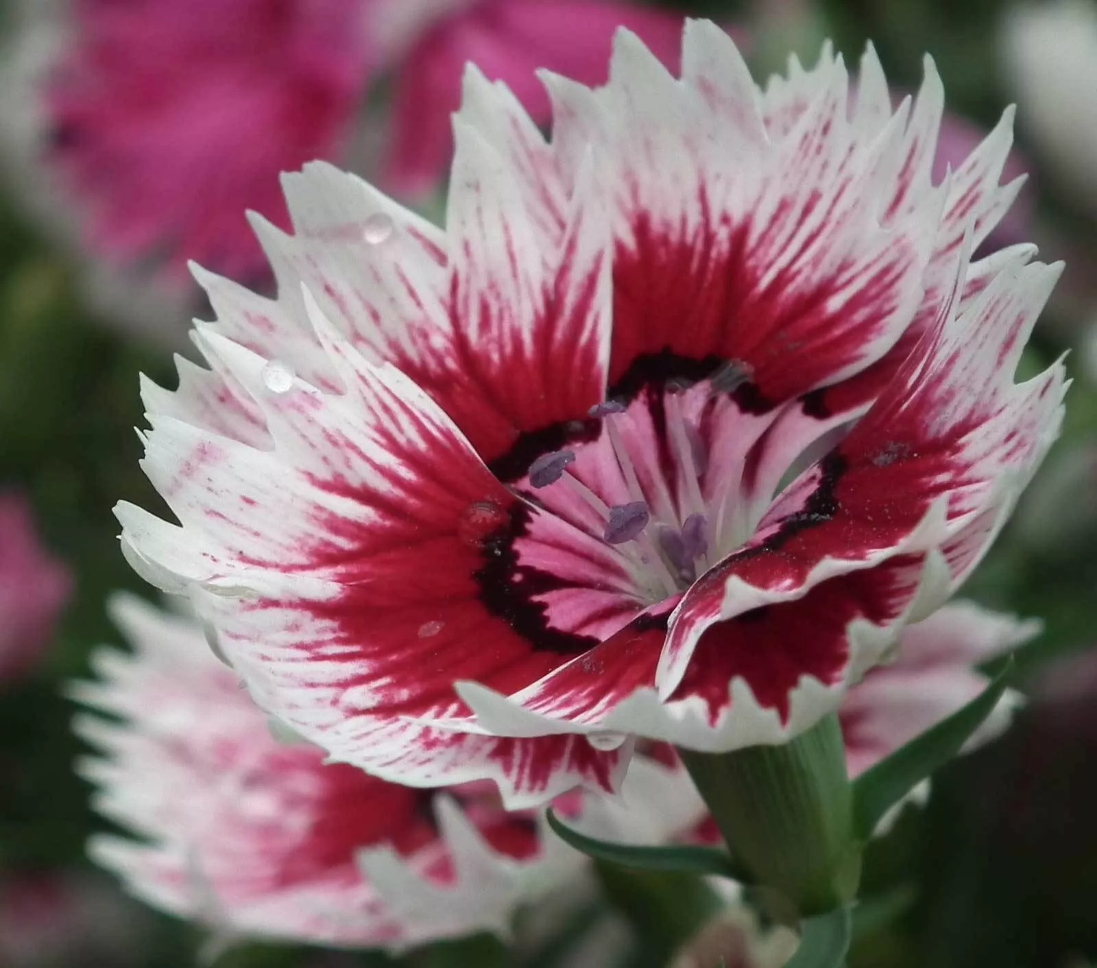 Dianthus barbatus | Sweet William | 100_Seeds
