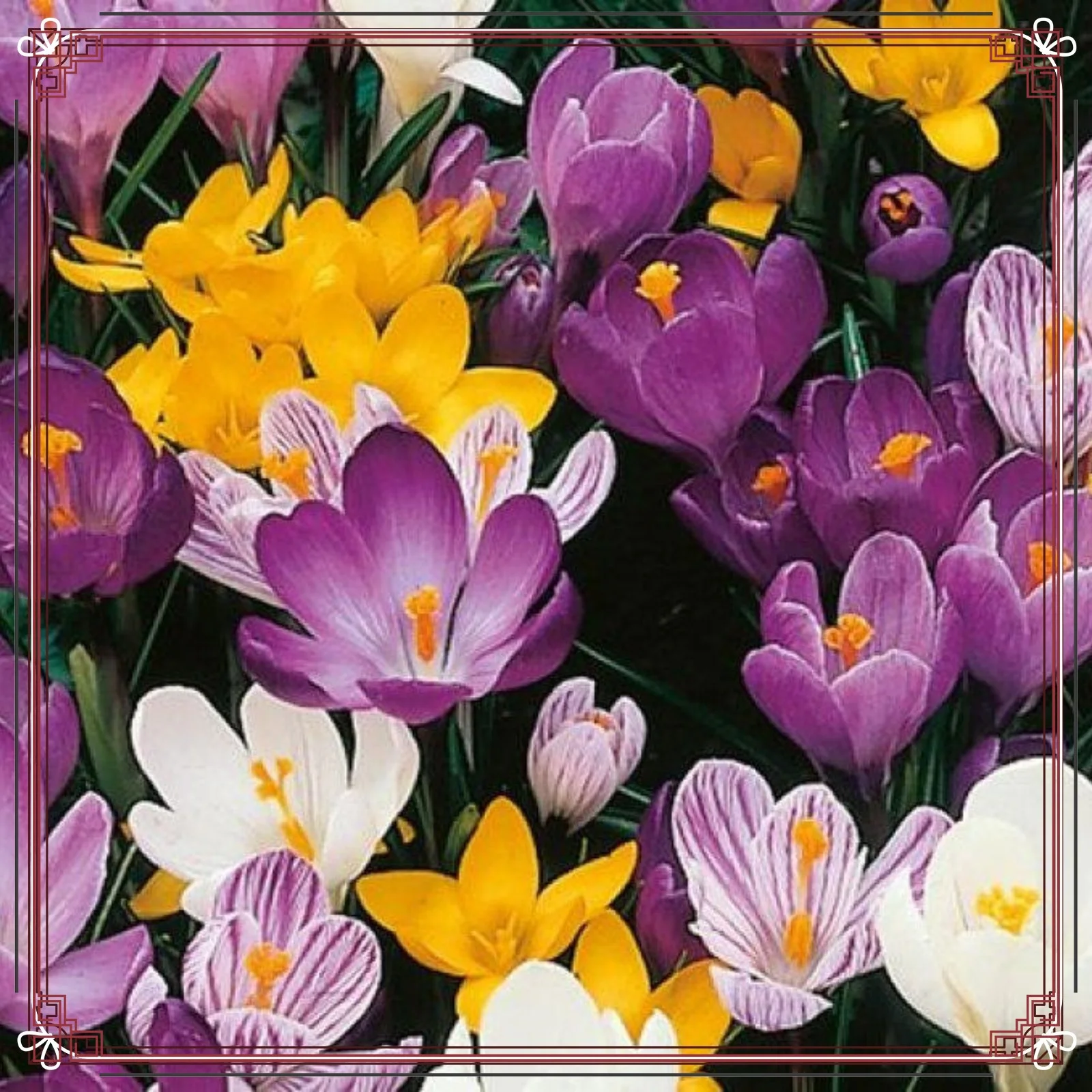 Mixed Crocus Bulbs Crocus Flower Bulbs Crocus Bulbs For Planting Crocus Plant Crocus Bulbs Garden Decoration