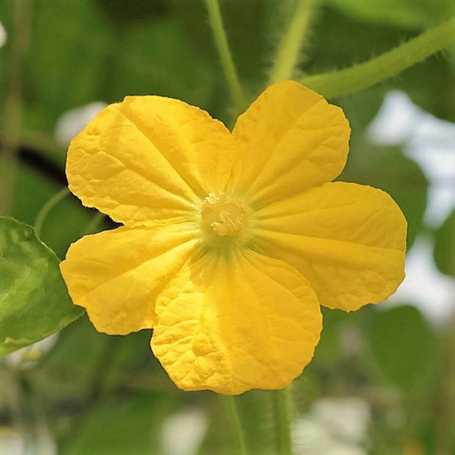 30 Seeds DIPPER GOURD Siphon Gourd Green Lagenaria Siceraria Vegetable Seeds