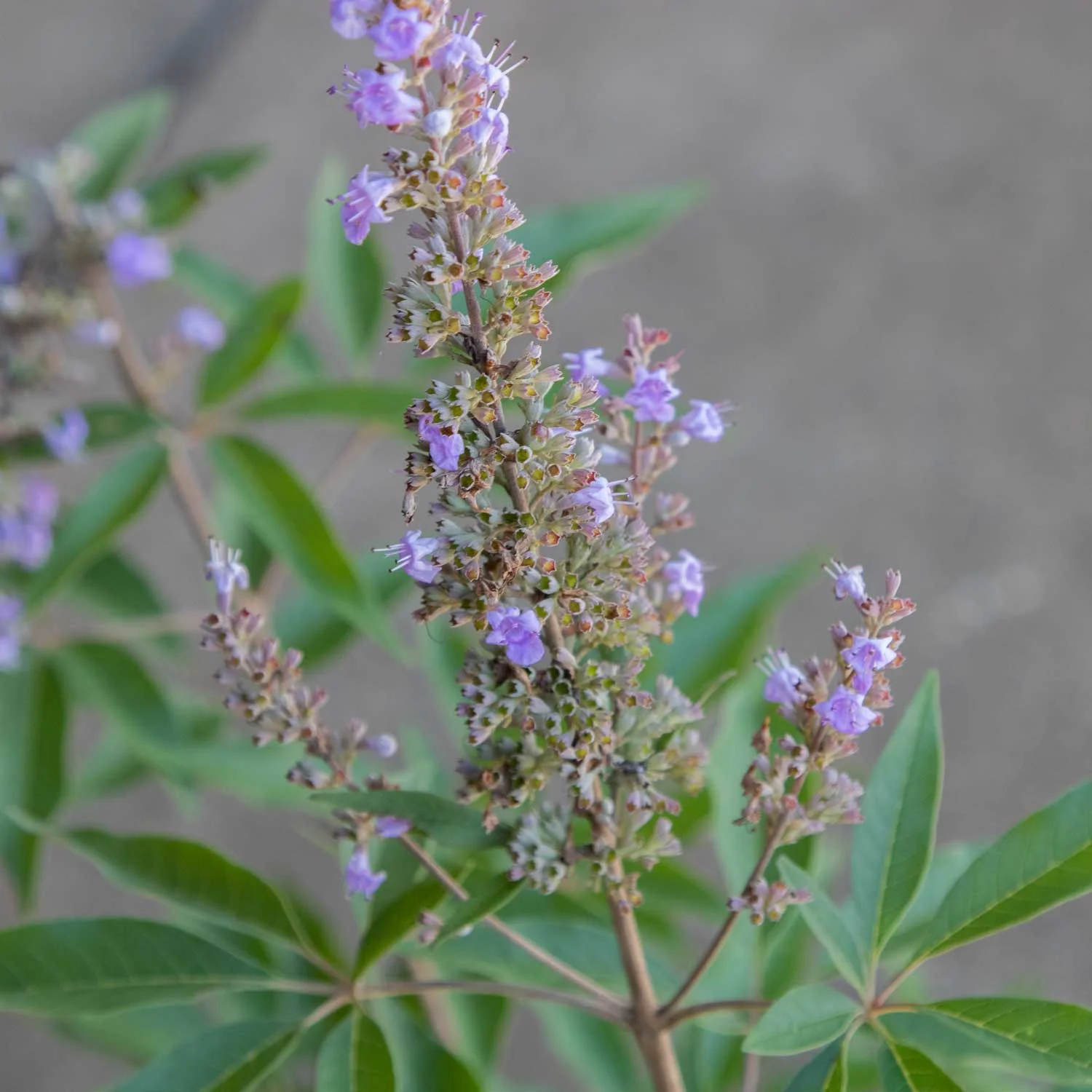 Shoal Creek Vitex (2.5 Gallon) Chaste Tree with Fragrant Lilac-Purple Flower Clusters - Texas